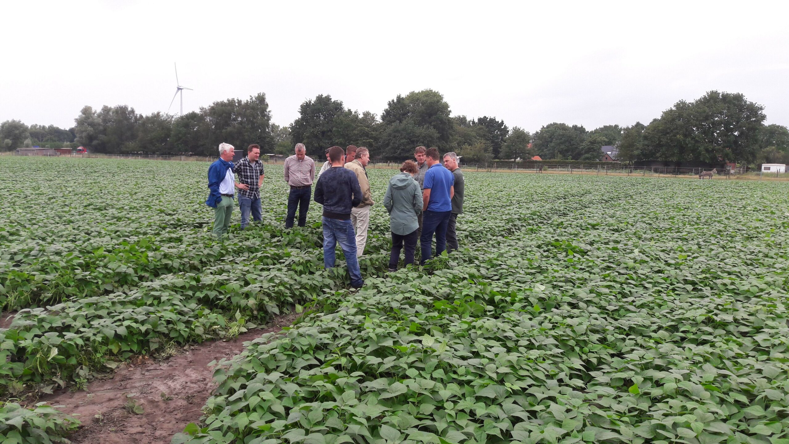 Diverse keren per seizoen bezochten N&M, AH en andere ketenpartners de pilots bij de telers om ervaringen te delen. - Foto: Cebeco Agrochemie