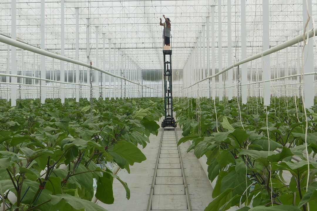 De gemiddelde inkomens in de glasgroenteteelt zijn al voor het zevende achtereenvolgende jaar uitstekend. - Foto: Andrea Disco