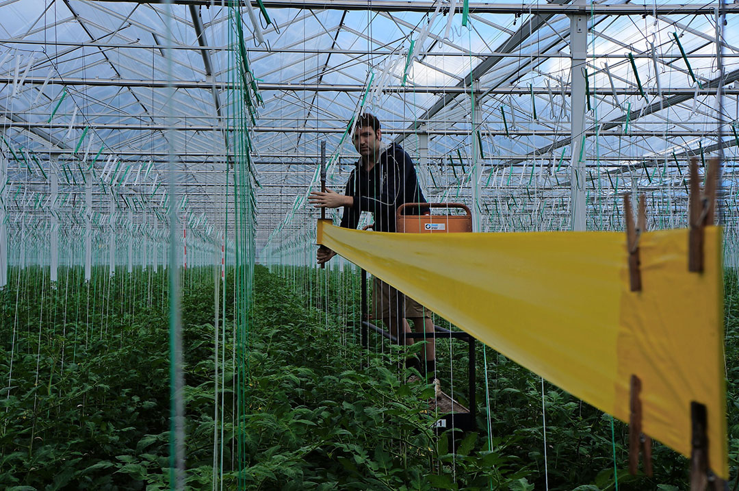 Geen nadere fytosanitaire inspecties nodig voor export naar Verenigd Koninkrijk. - Foto: Gerard Boonekamp