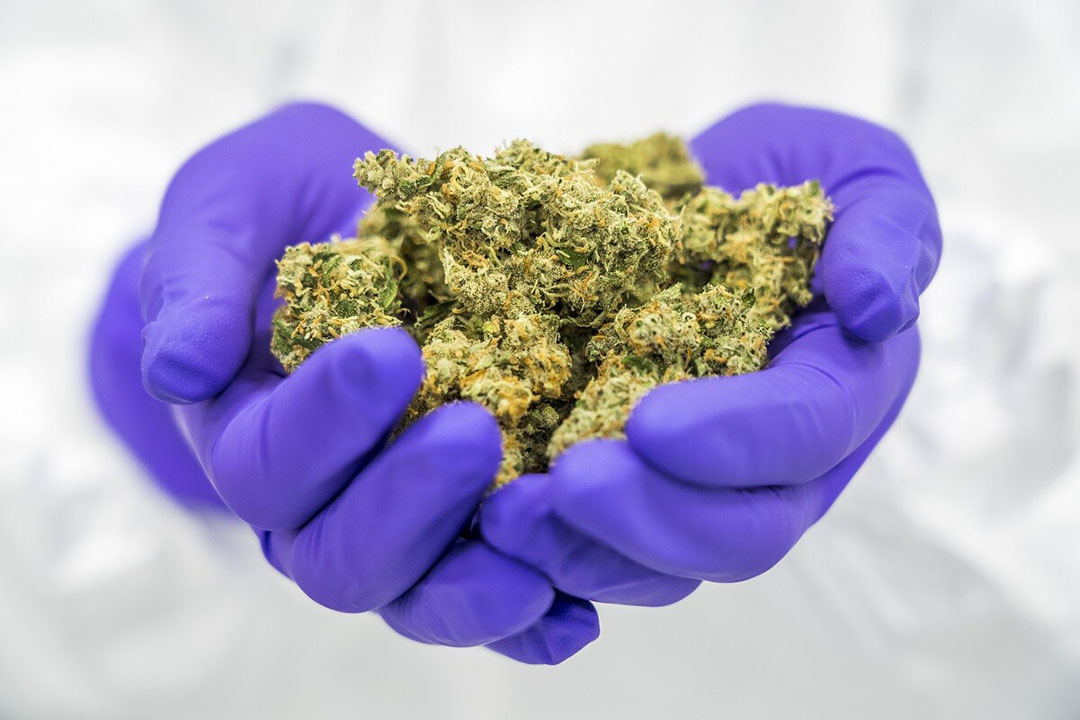 Medicinale cannabis moet voldoen aan strenge eisen. - Foto: Lex van Lieshout