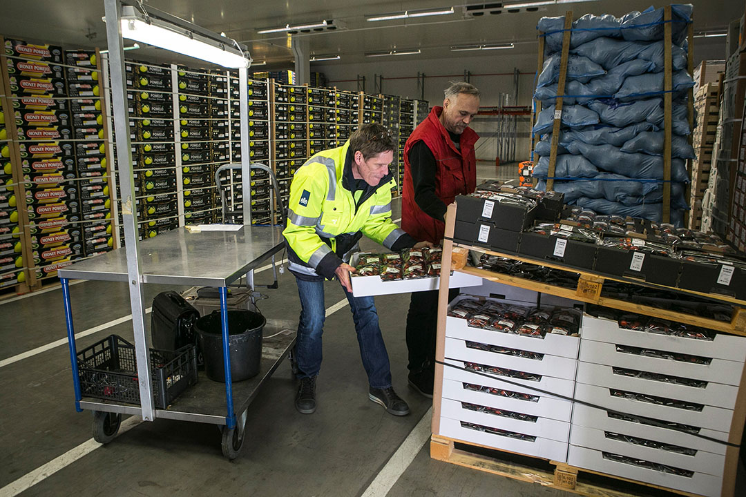 PlantNet International kijkt naar sectoroverstijgende zaken als keuringen. Foto: Ineke Kamp