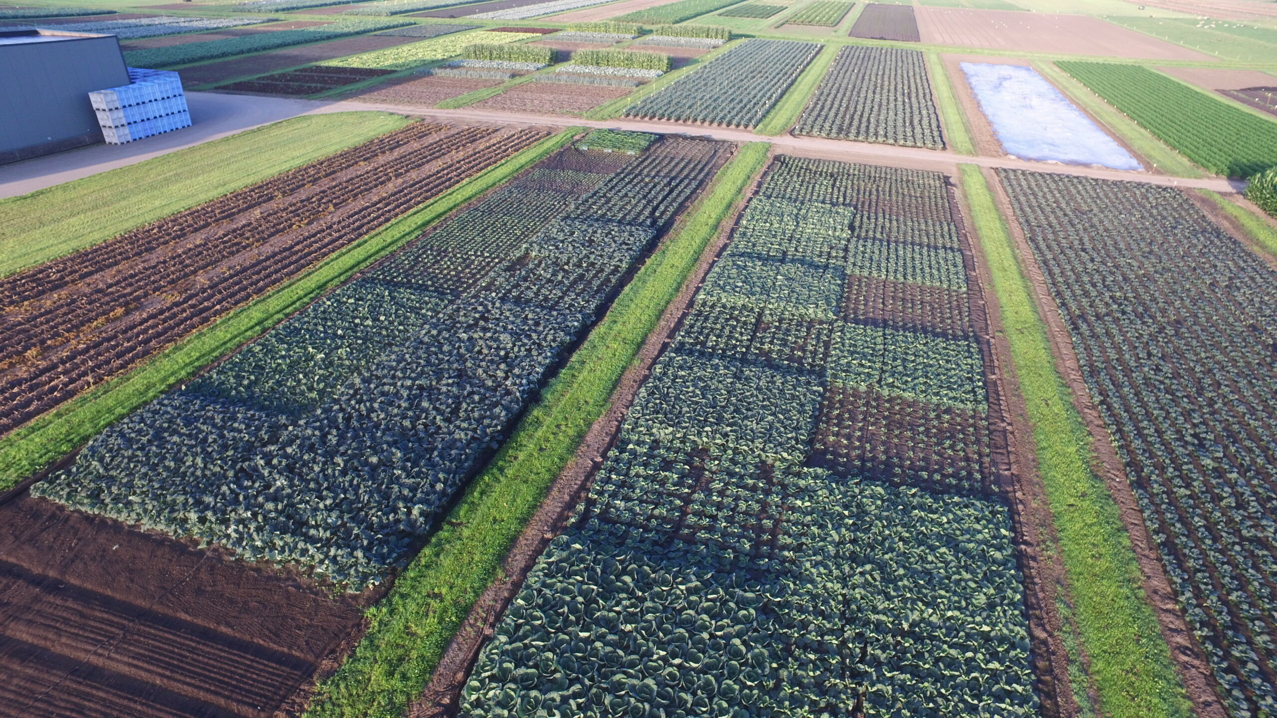 Foto: Proeftuin Zwaagdijk