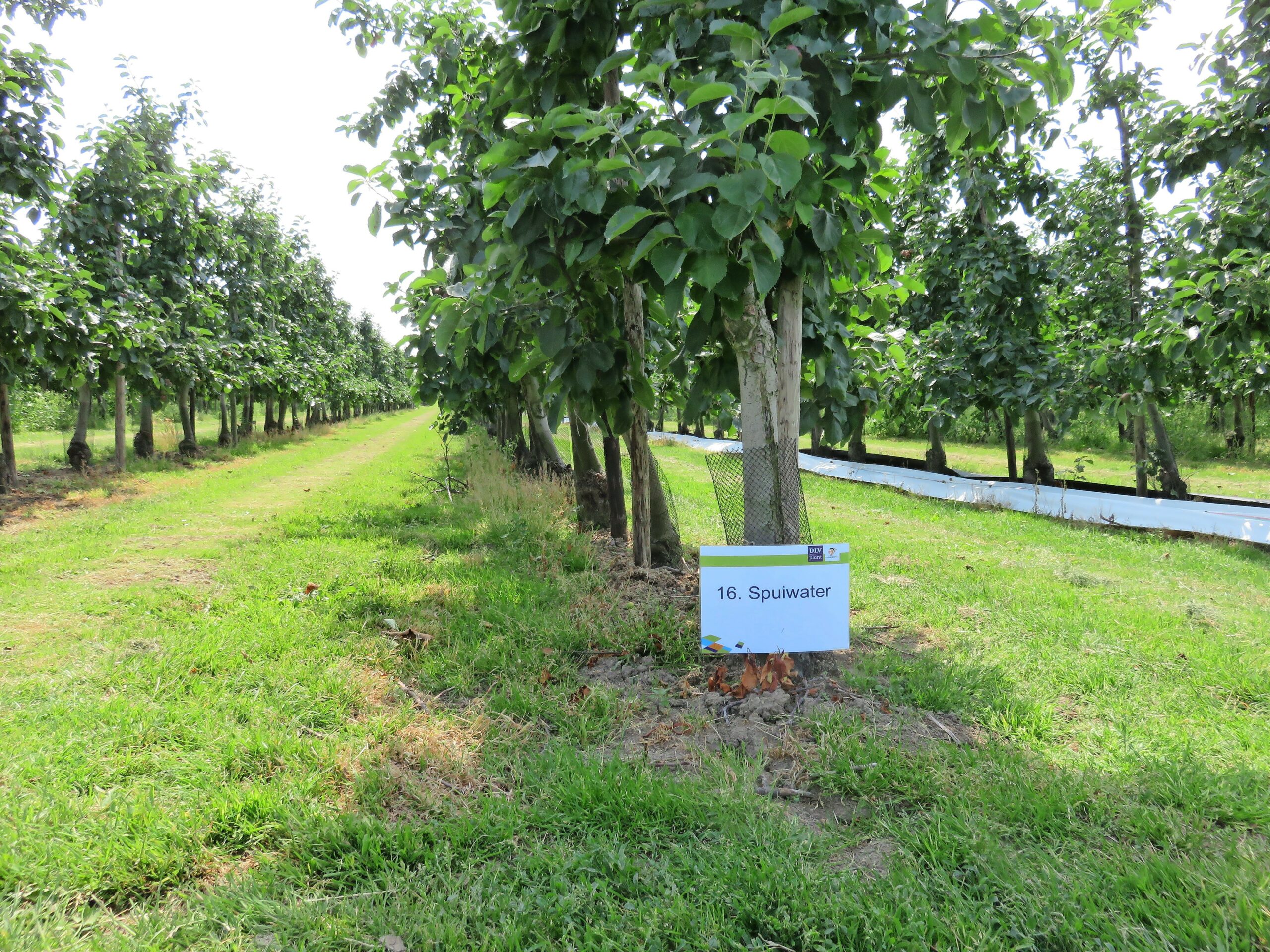 Onkruidproef met spuiwater in appelboomgaard. - Foto: Ton van der Scheer