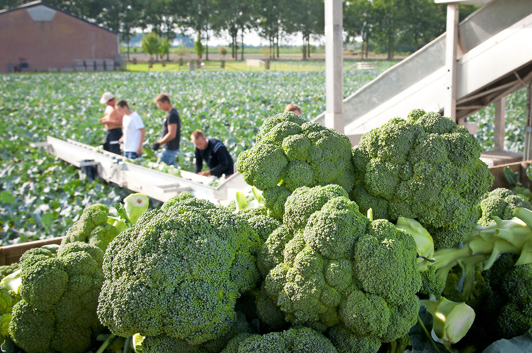 Oogst van broccoli. - foto: Wick Natzijl