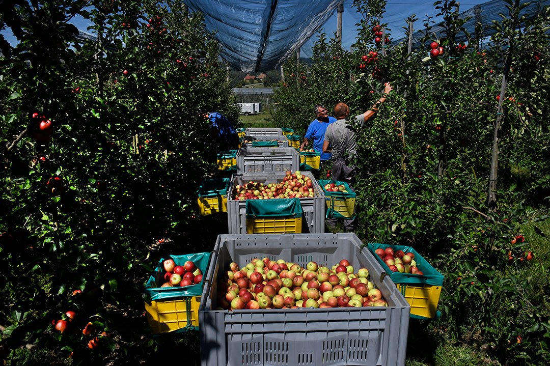 Oogst van Santana-appels. De laagallergene appel is geschikt voor allergietherapie voor veel hooikoortspatiënten. -foto: ANP