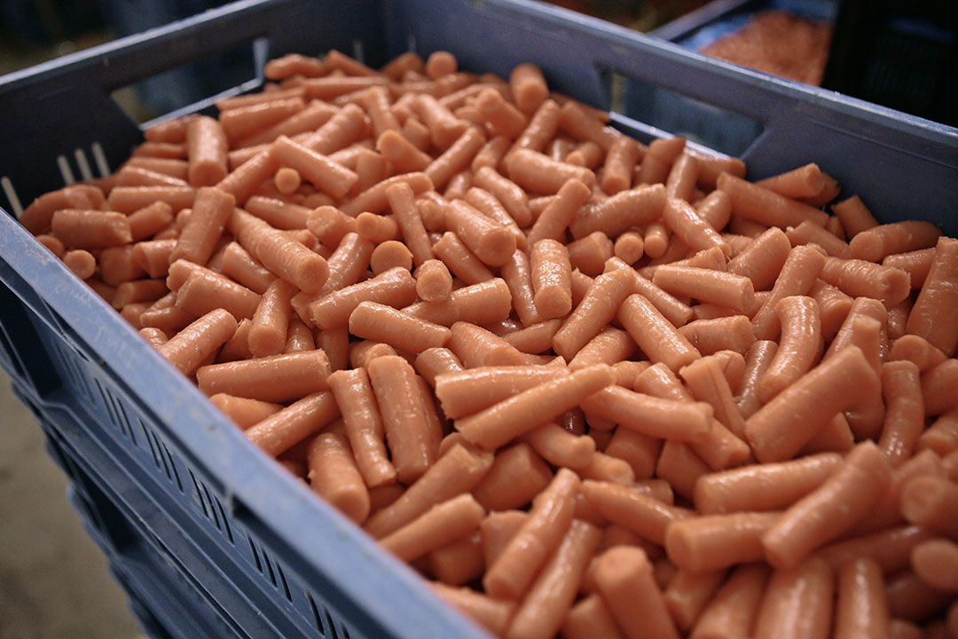 Peen na het spoelen. Veel biopeen gaat naar Duitse discounters. Foto: Michel Zoeter