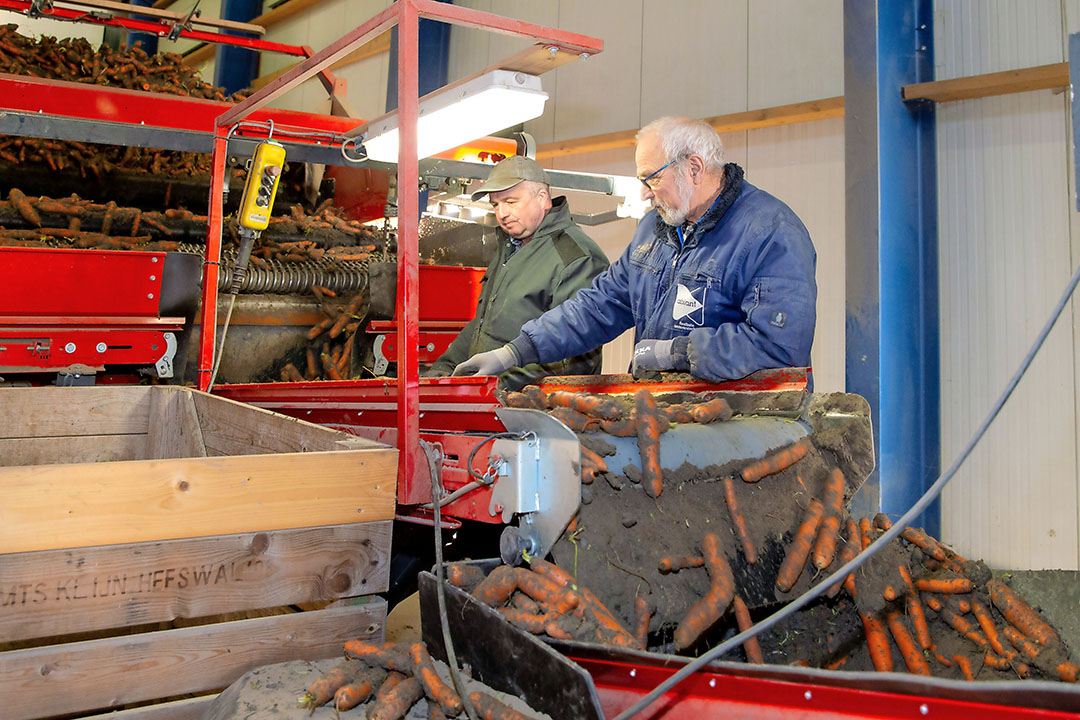 Akkerbouwer Elwin Klijn uit Uithuizermeeden levert peen af, december 2020. De bestemming is de Duitse versmarkt. Foto: Koos van der Spek