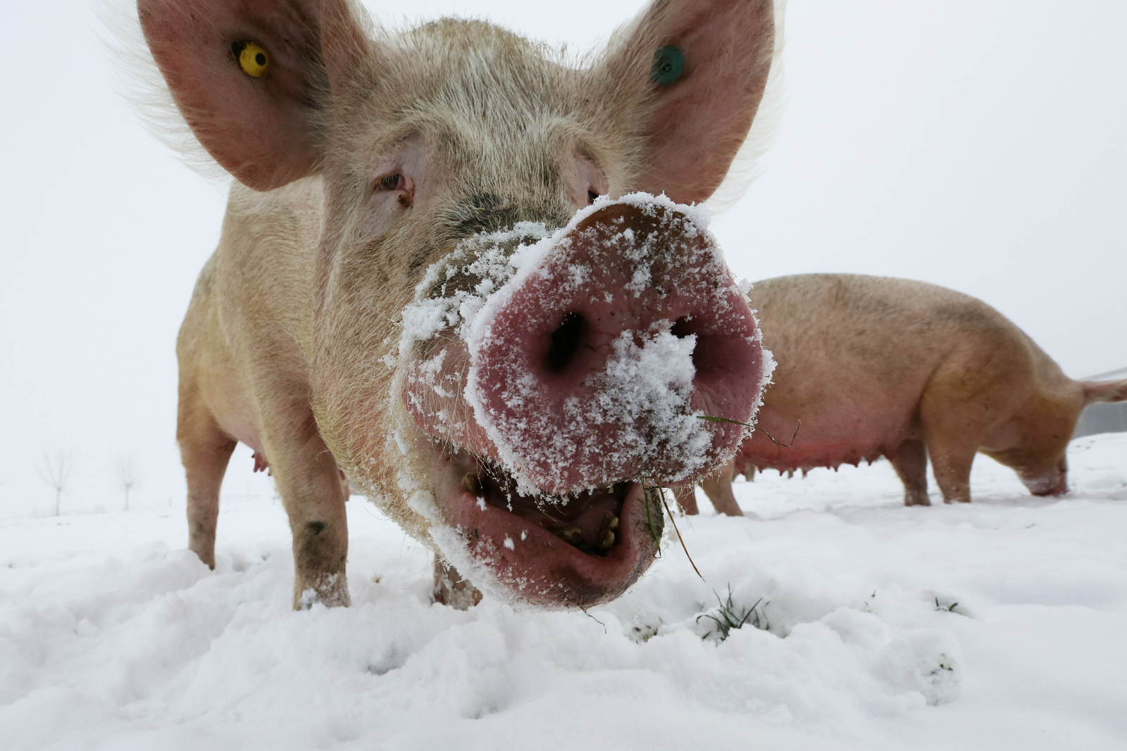 Eerste helft winter was ongekend zacht