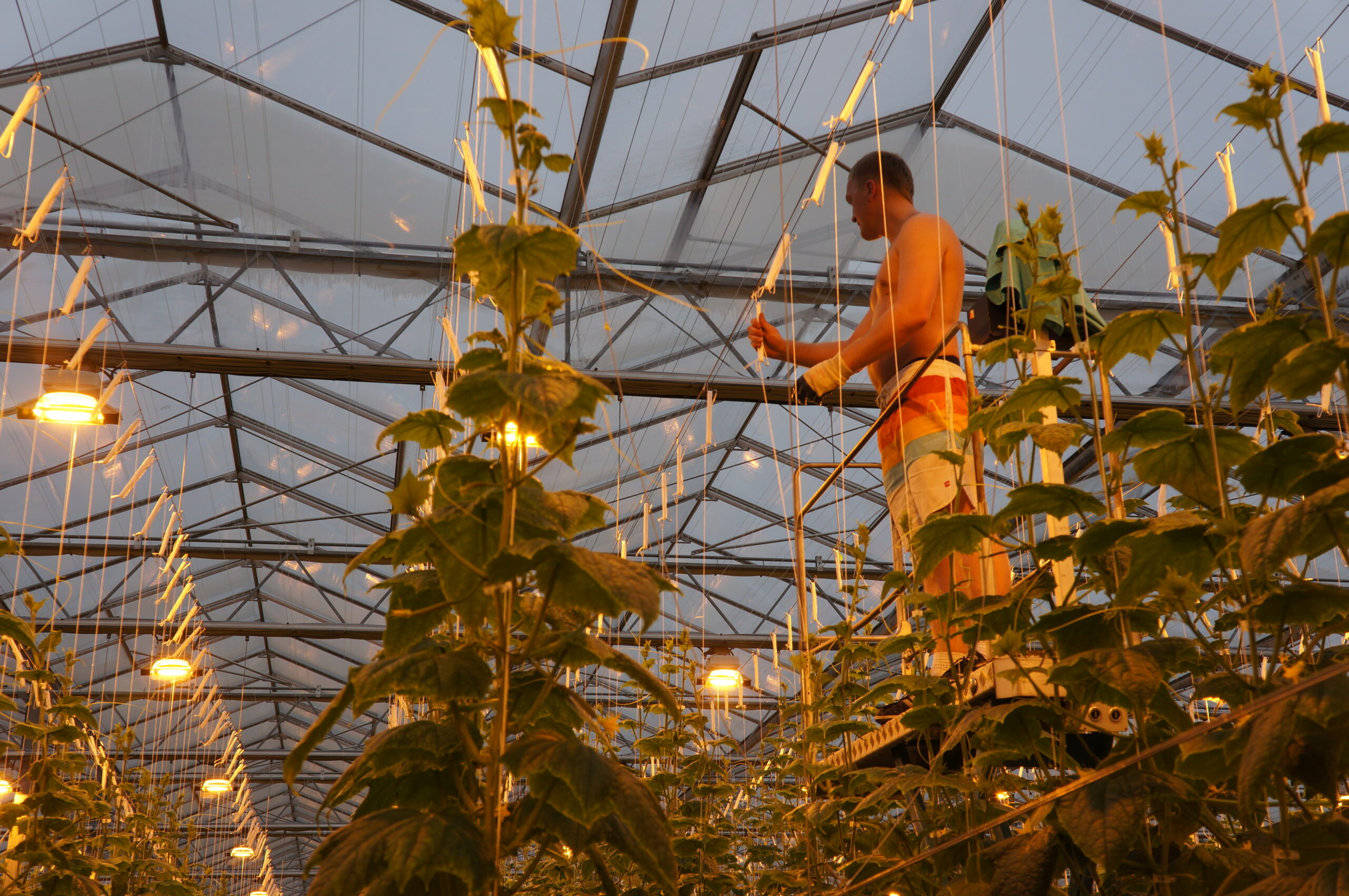 Belichte komkommers vragen veel arbeid. De planten groeien 7 centimeter per dag. Het clippen en zakken moet precies op tijd gebeuren om het werkbaar te houden. - Foto: Gerard Boonekamp