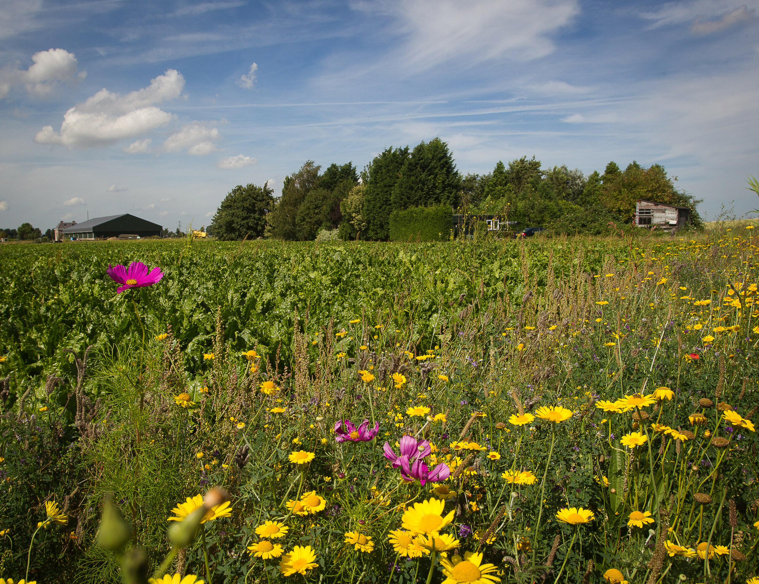 Foto: Peter Roek