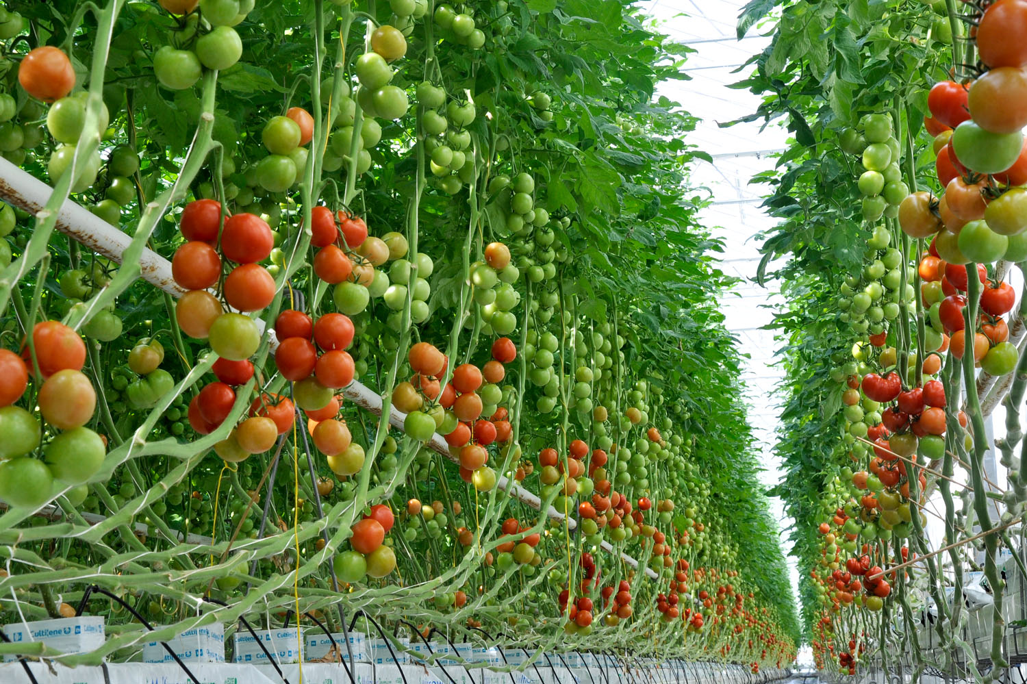 EZ vlak voor besluit brancheorganisatie groente en fruit