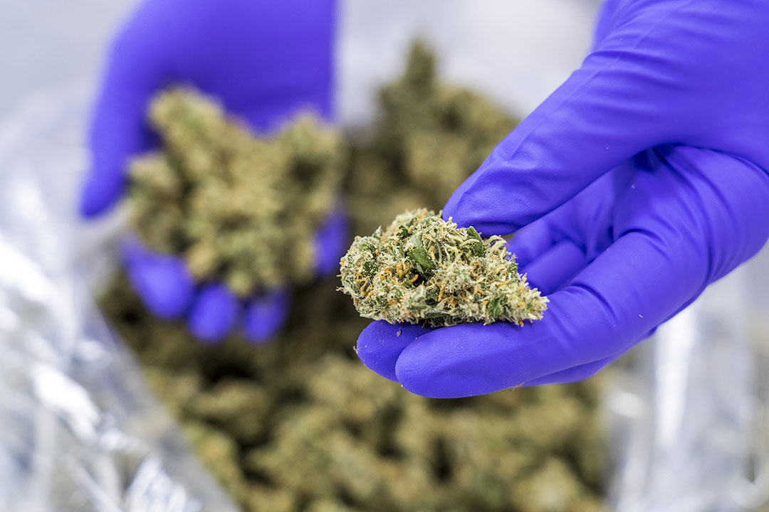 Medicinale cannabis. Deze mediwiet wordt exclusief geteeld voor het Bureau voor Medicinale Cannabis (BMC) Door het strenge toezicht van BMC is de kwaliteit voor patienten, artsen en overheden gegarandeerd. -Foto: Lex van Lieshout