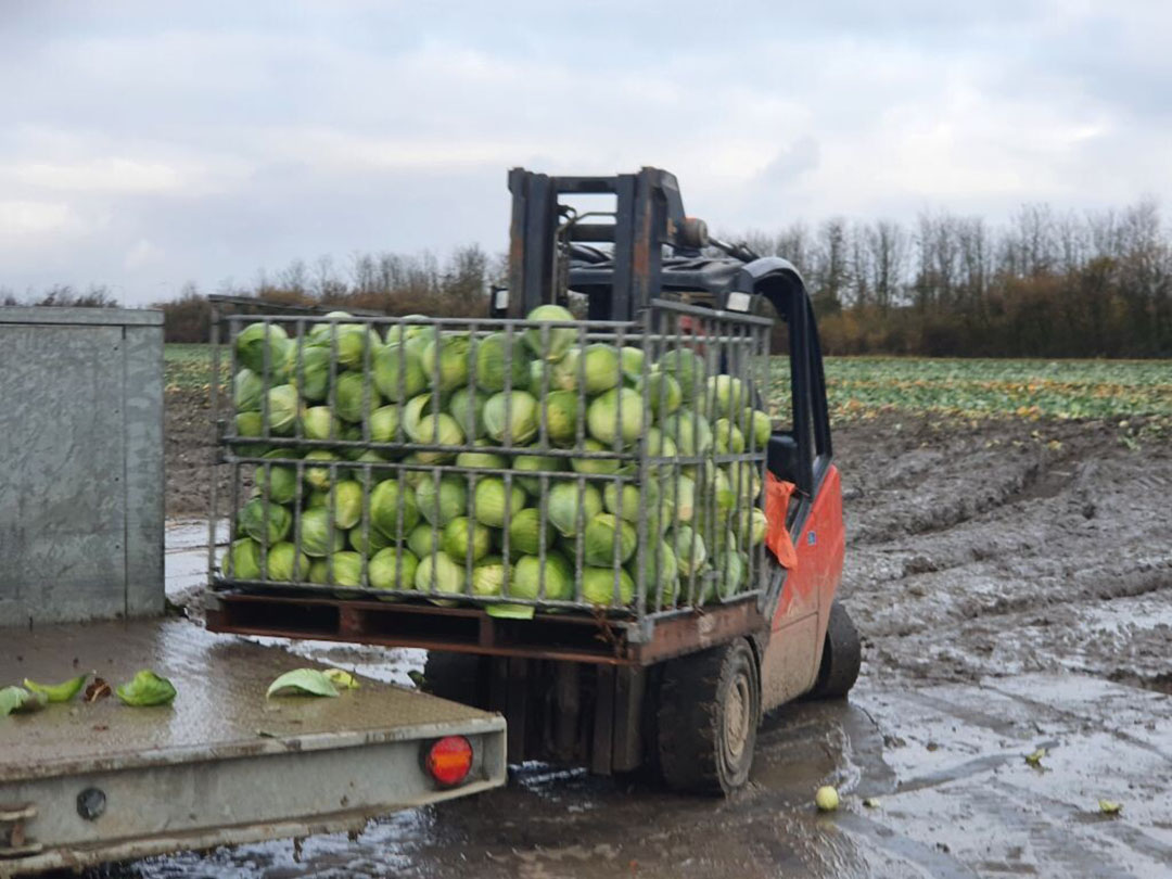 Laden van bakken wittekool op een wagen voor bewaring. - Foto: Jeroen Verheul