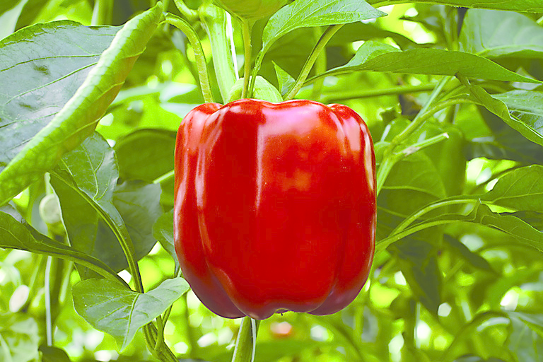 Flitsende start paprika en tomaat