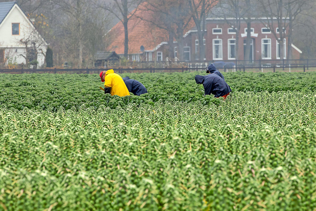 Foto: Koos van der Spek