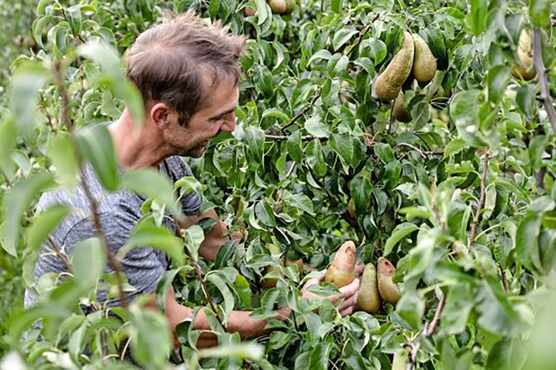 Fruitteler Kees van Hilten bekijkt de schade aan zijn peren. - Foto: Herbert Wiggerman