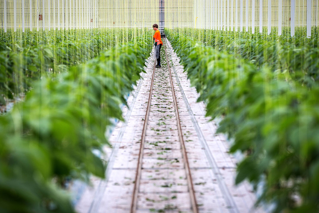 Foto: Diederik van der Laan