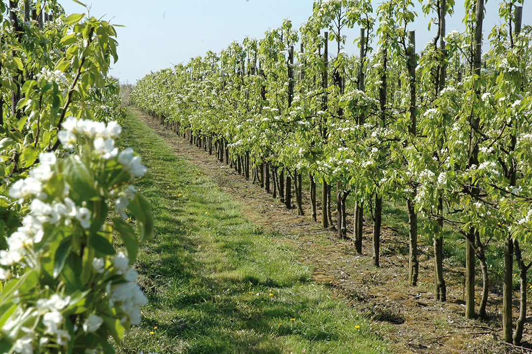 Tuinders maken gebruik van de TVL-regeling. - Foto: Groenten & Fruit