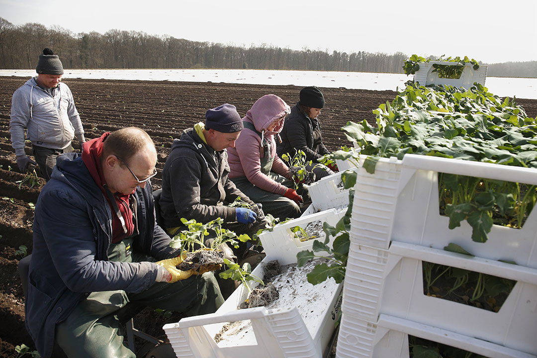 Biologisch akkerbouwbedrijf in het Duitse Borken. - Foto: Hans Prinsen