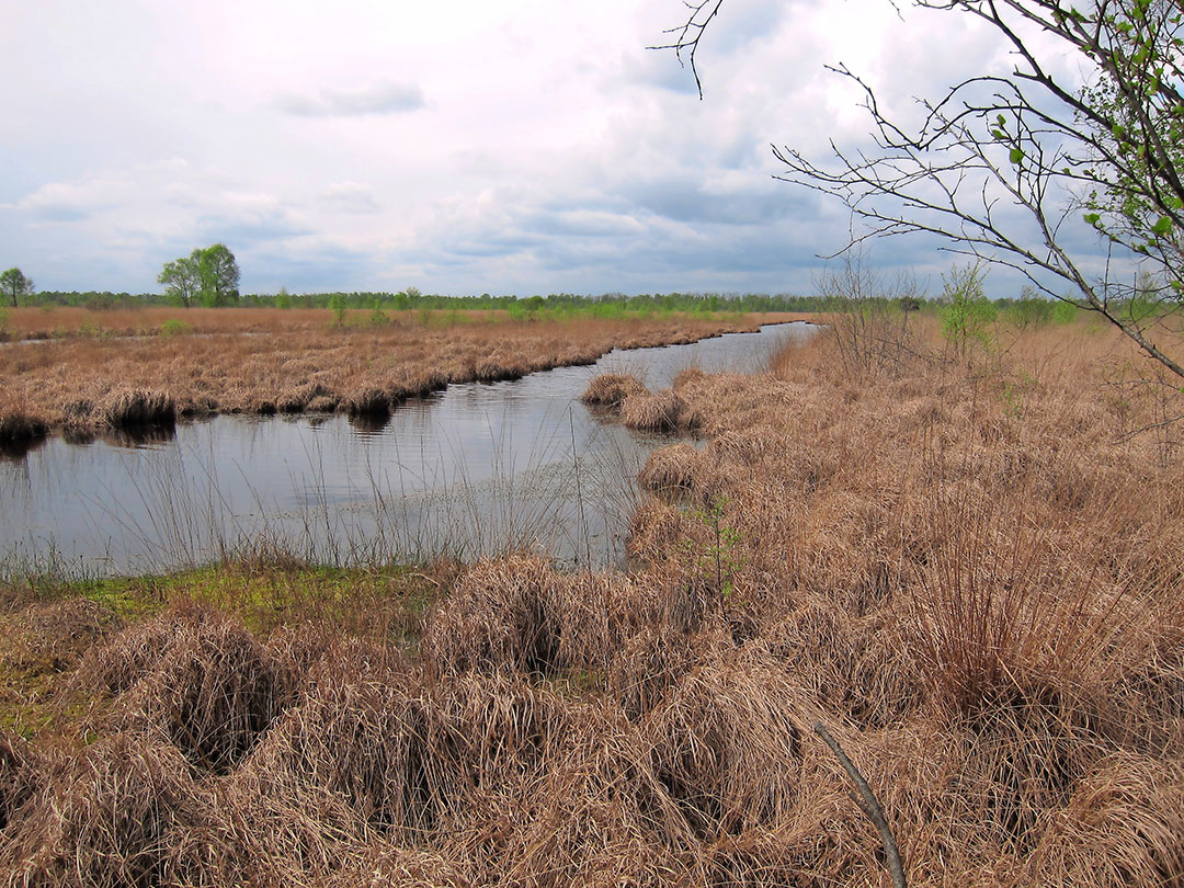 Natuurgebied de Peel. Vernatting zit lokale telers dwars. - Foto: Werkgroep Behoud de Peel