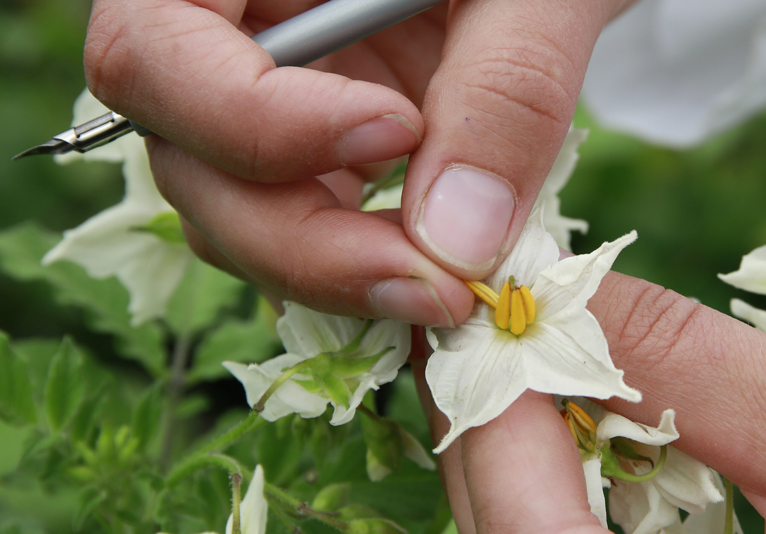 Aardappelveredeling. Voor het maken van een zelfbestuiving wordt een meeldraad genomen van de te bestuiven plant/bloemtros. - Foto: Ruud Ploeg