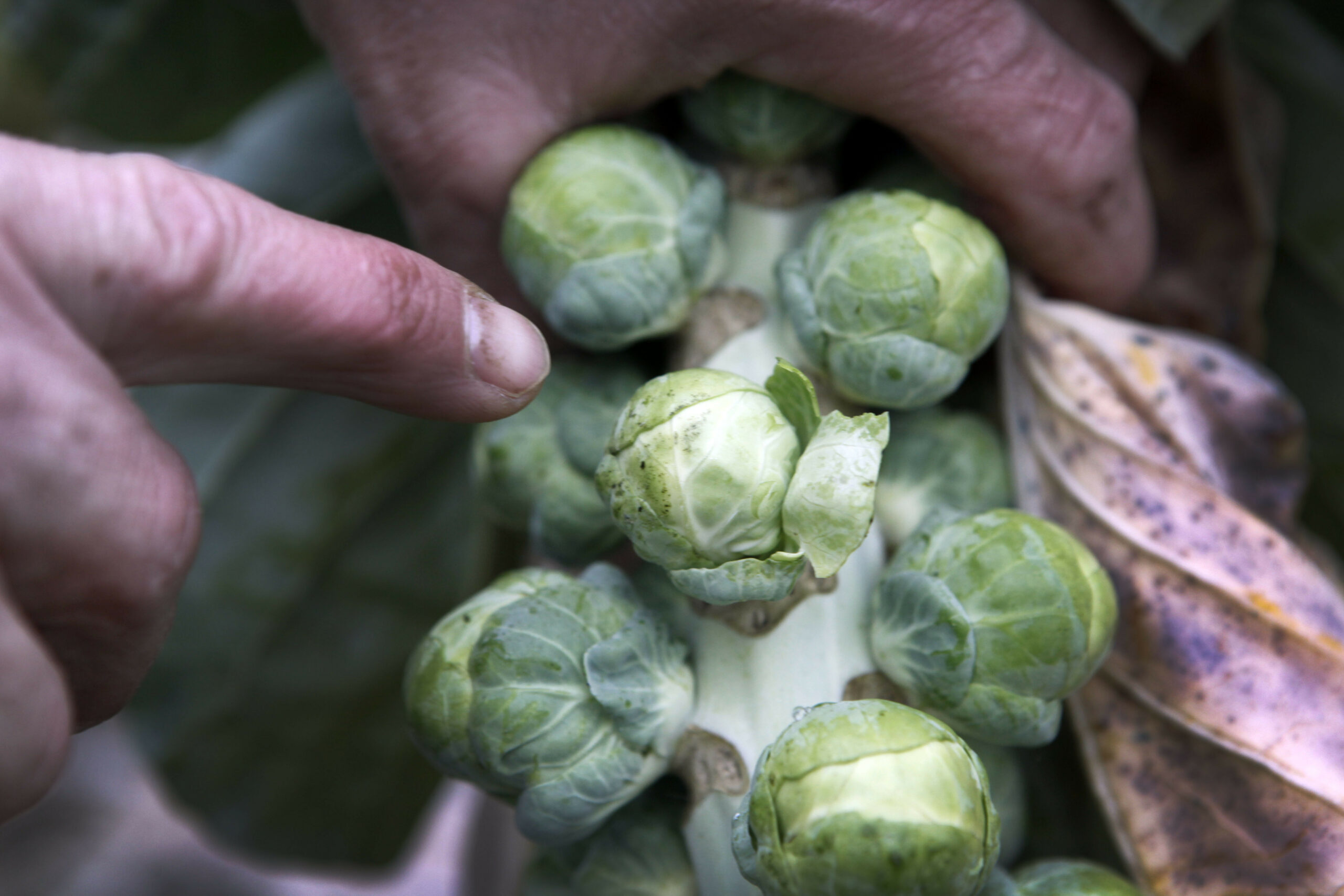 Door trips aangetaste spruiten. Constateert een teler een plaag in zijn gewas dat hij niet met groene middelen kan bestrijden, dan kan hij een beroep op de calamiteitenregeling van PlanetProof, om toch de plaag te kunnen bestrijden. - Foto: Joep van der Pal