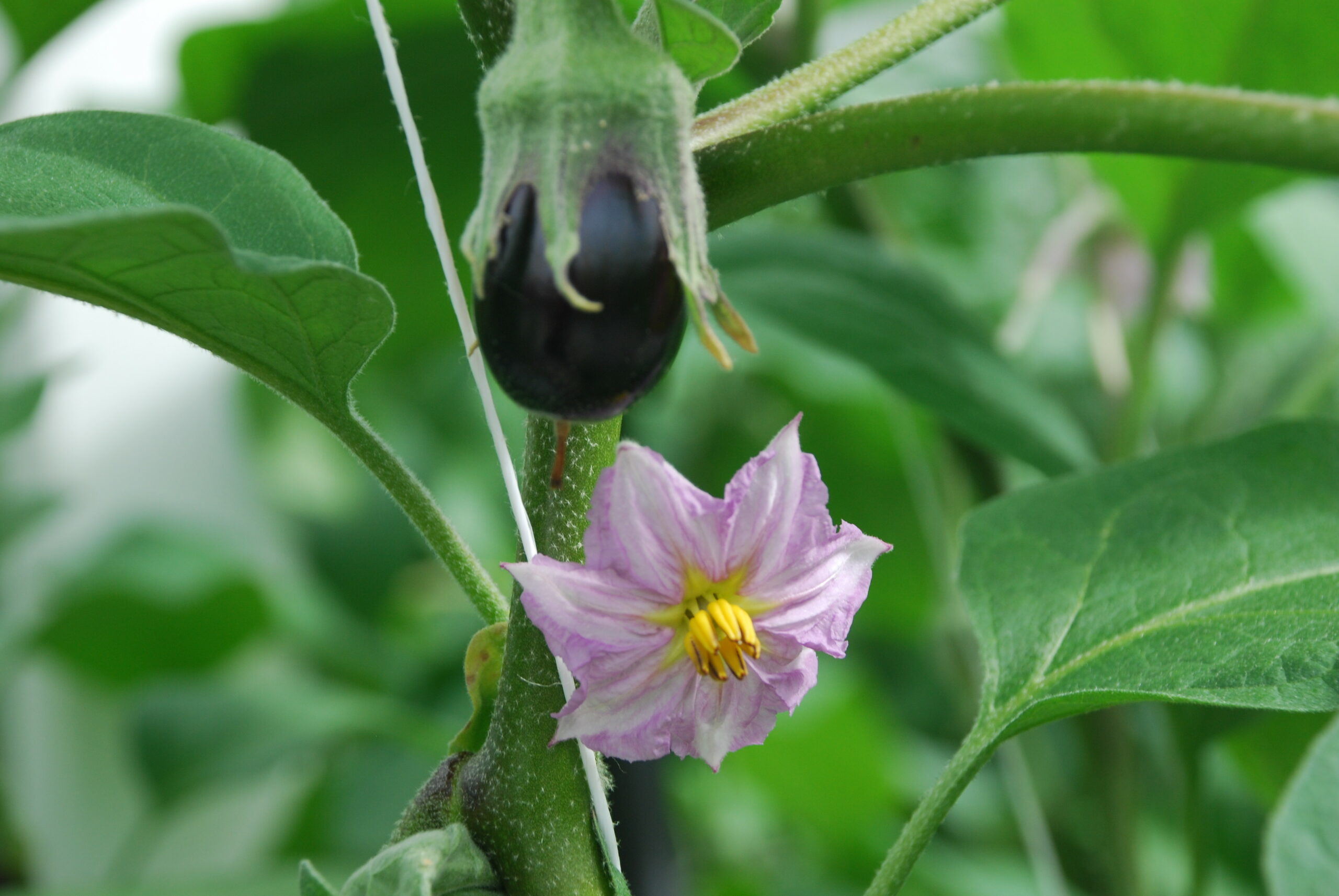 Focus op groei dankzij goede zetting aubergine