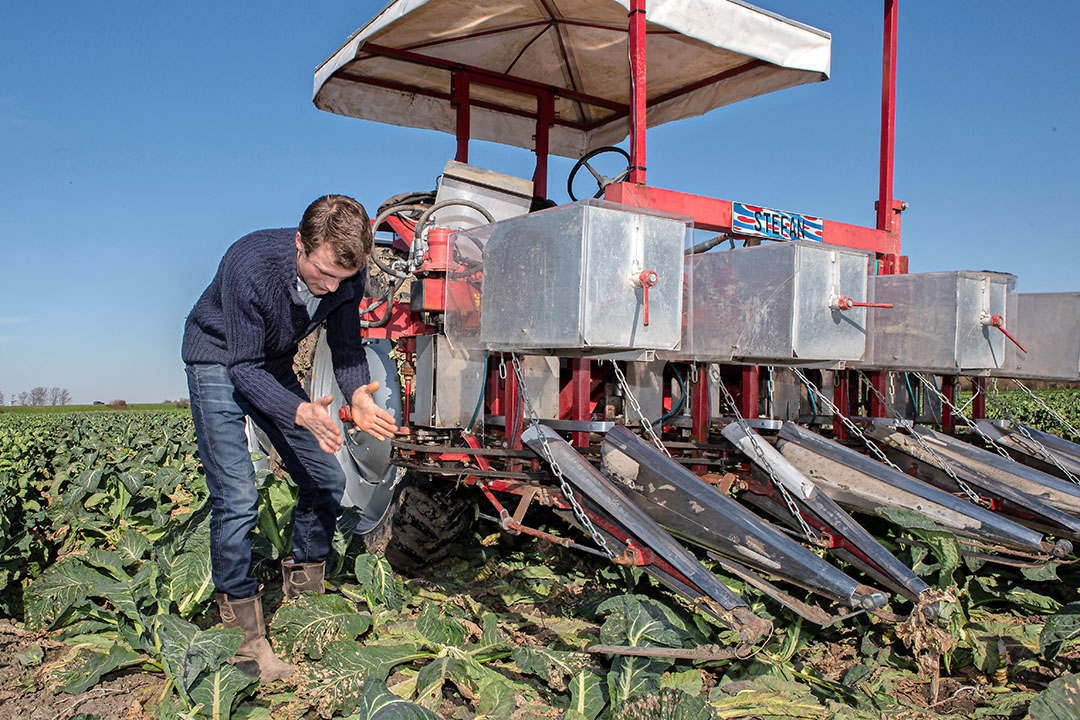 De nieuwe bloemkool-dekmachine van Sander de Visser. Voor onze zomerbloemkool en voor loonwerk. - Foto: Peter Roek