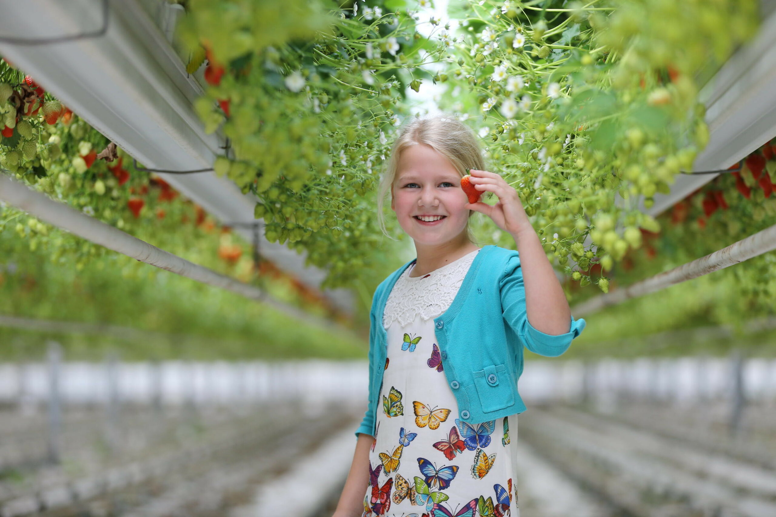 Bij drie kasaardbeientelers kon de consument maandag bekijken en proeven hoe de vroege Hollandse aardbeien groeien. - Foto: AH