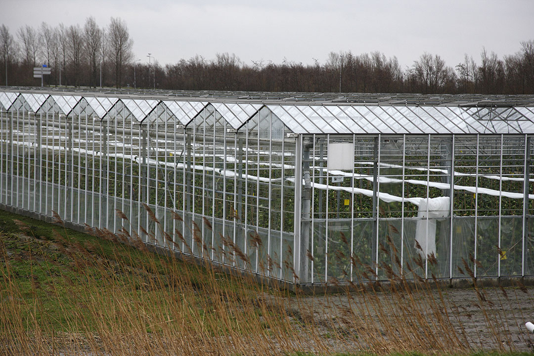 De glastuinbouw moet van het gas af, maar ligt in Westland bovenop gasvelden.