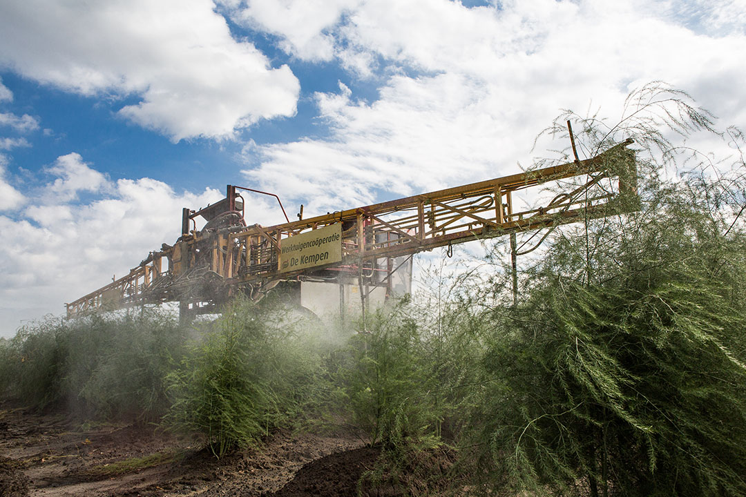 Gewasbescherming in asperge. - Foto: Peter Roek