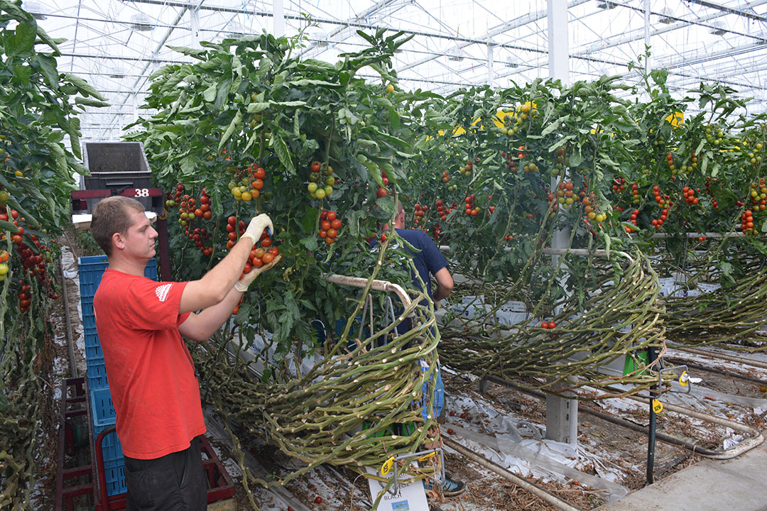 Opvolging lastig punt voor veel tuinbouwbedrijven. Foto: Peter Visser.