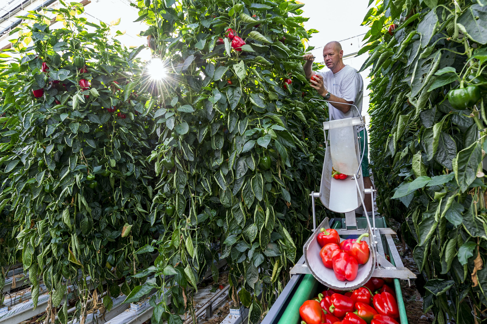 Nog één rondje snijden, en dan gaat de kop uit de planten.