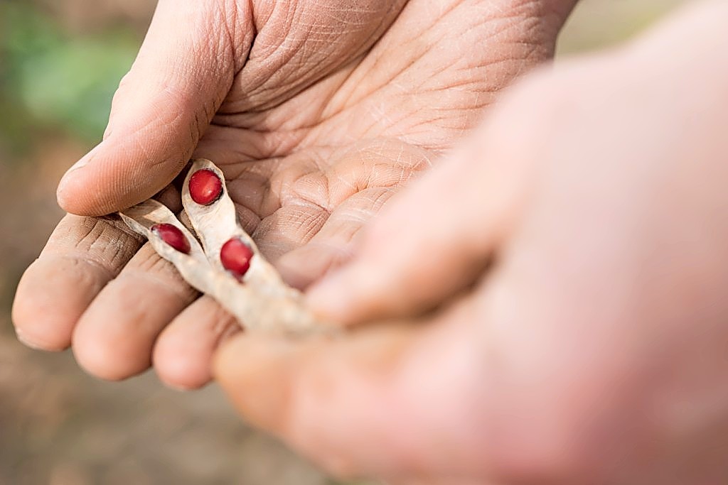 Kidneybonen blijken goed te kunnen groeien op Nederlandse bodem. Foto: HAK