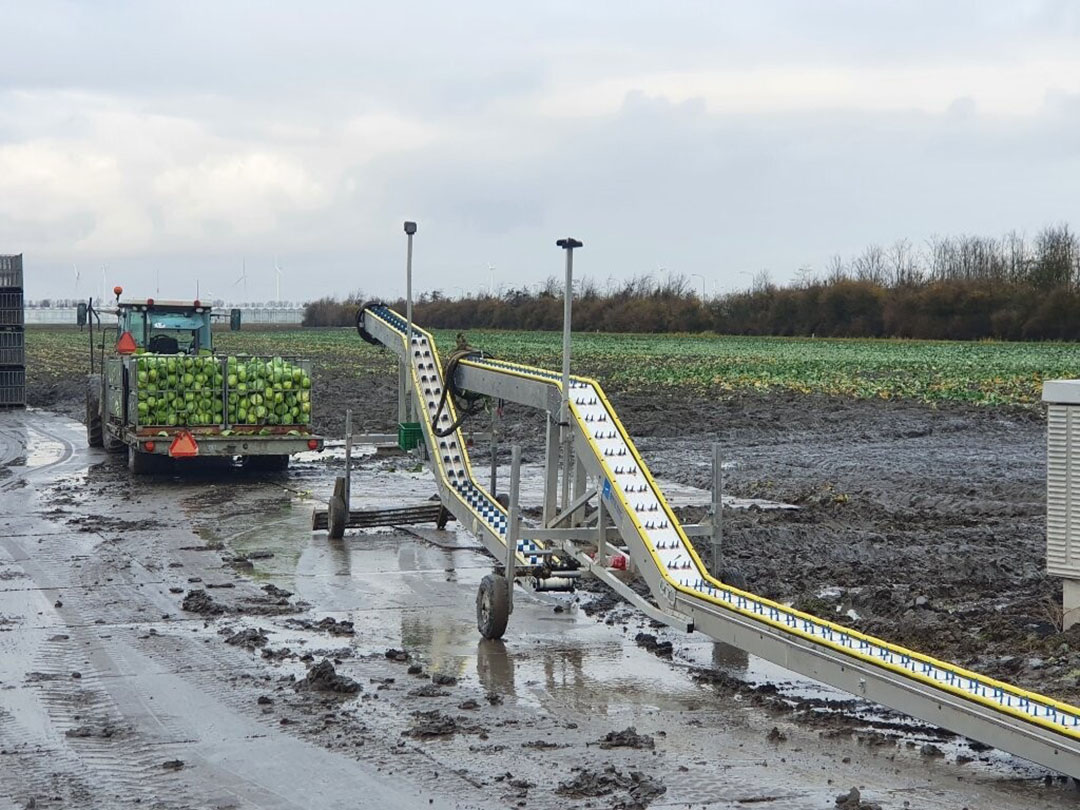 Oogst wittekool op het perceel met oogstband. Foto: Jeroen Verheul