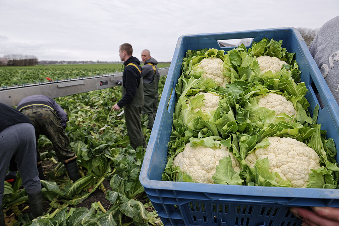 Oogst van winterbloemkool in maart 2020. Dit seizoen was het kantje boord met net niet te veel vorst om de bloemkool te vernietigen. - Foto: Lex Salverda