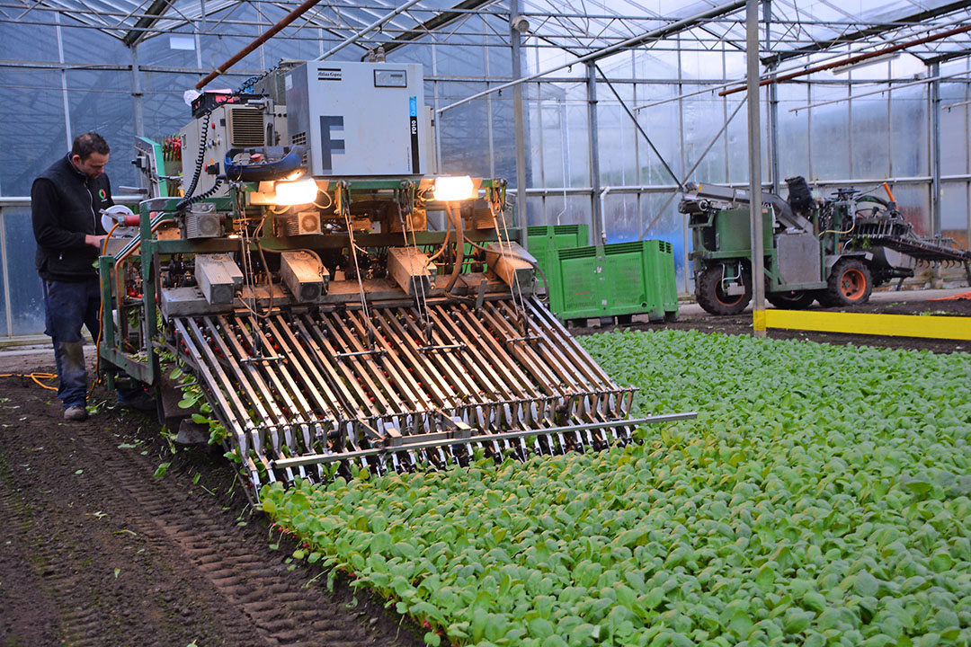 Radijsteelt als voorbeeld van koude teelt. -  Foto: Peter Visser