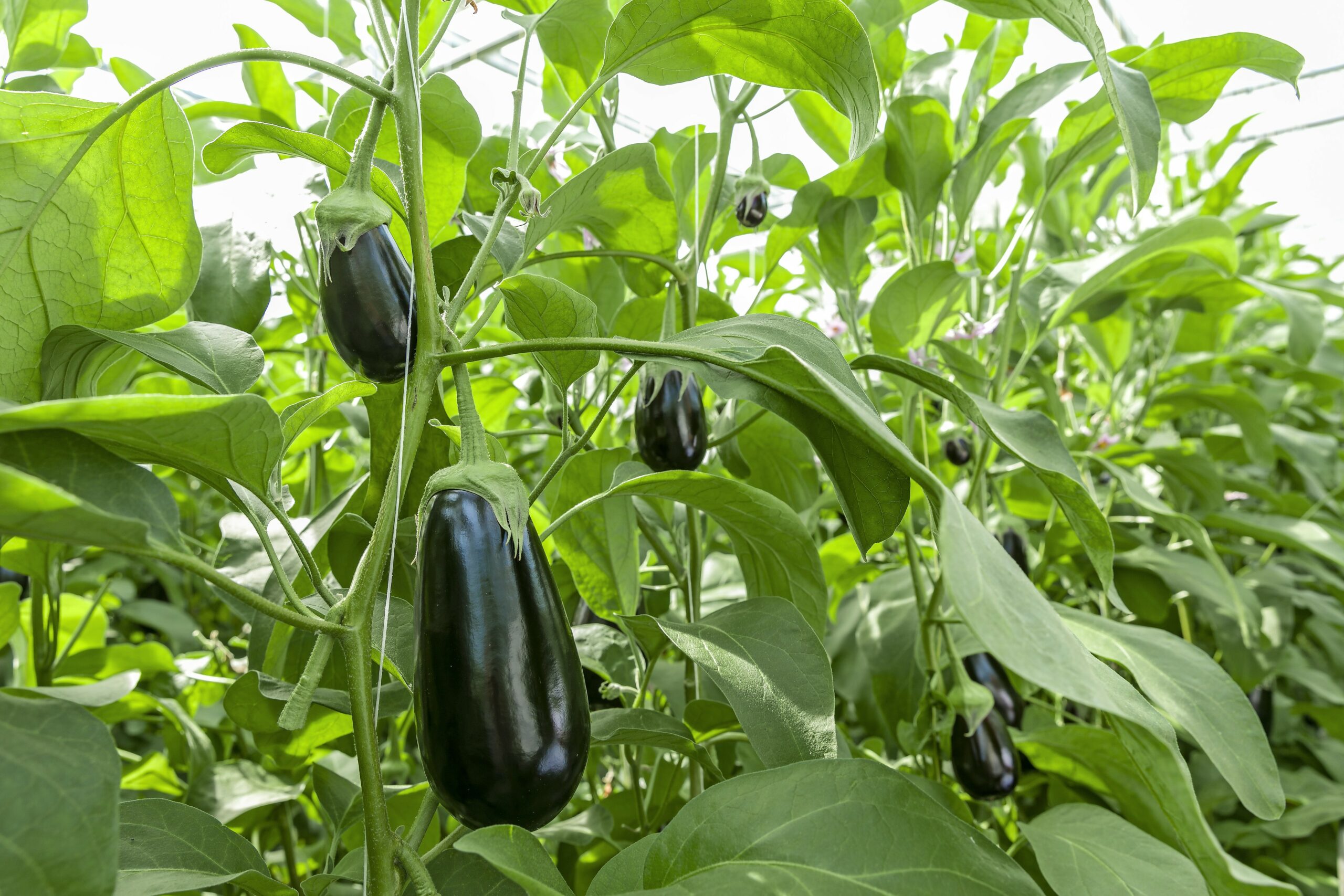 Aubergines ras Tracey. - Foto: Rijk Zwaan