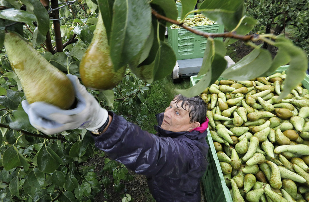 Oogst van peren in de stromende regen. - Foto: Vidiphoto