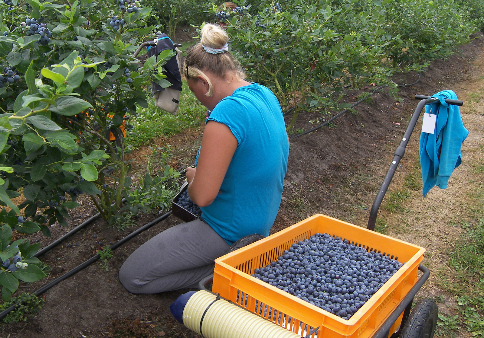 Veilingupdate 25 mei: Blauwe bes zakt snel