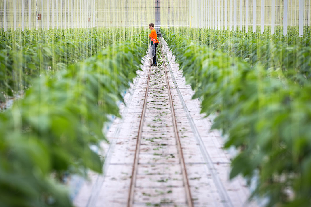 Glastuinders waren in het tweede kwartaal van 2020 positiever gestemd. - Foto: Diederik van der Laan