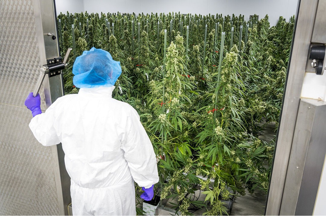 Teelt van wiet kan in kassen of met indoorteelt, zoals bij de Nederlandse producent Bedrocan voor medicinale cannabis. - Foto: Lex van Lieshout