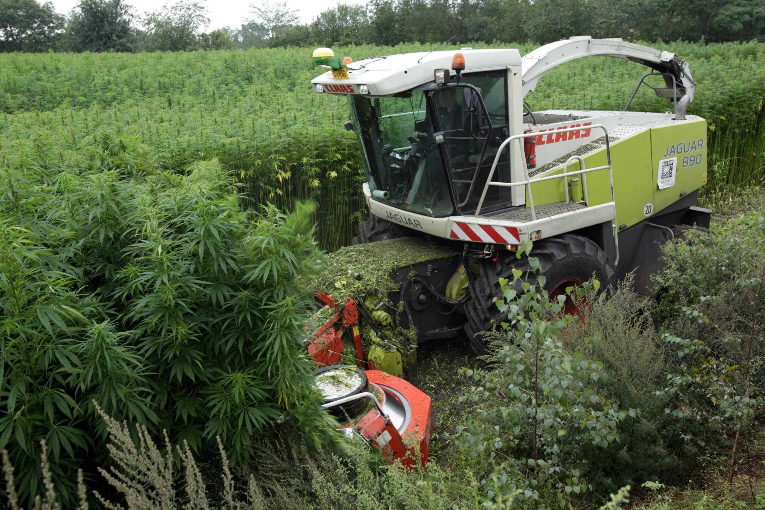 Hennep voor de vezels mocht al. Straks ook voor de actieve stof? - foto: Henk van Riswick