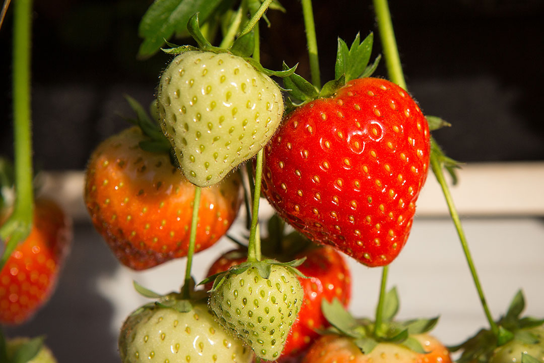 Tros aardbeien. - Foto: Peter Roek