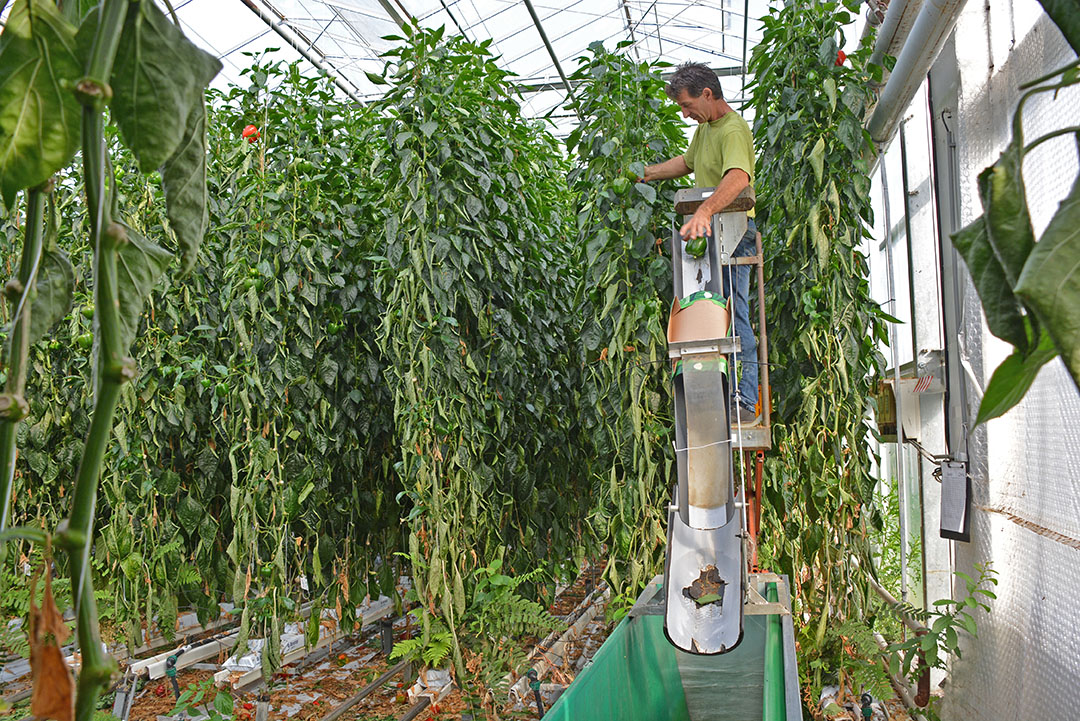 Dochterondernemingen van coöperaties krijgen meer vrijheid in GMO-regels. - Foto: Peter Visser