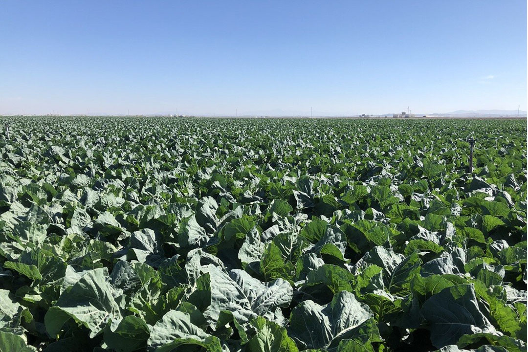 Spaanse teelt van bloemkool via PlanetProof meer gekoppeld aan Nederlandse besluiten over middelengebruik in PlanetProof. Foto: Laan.