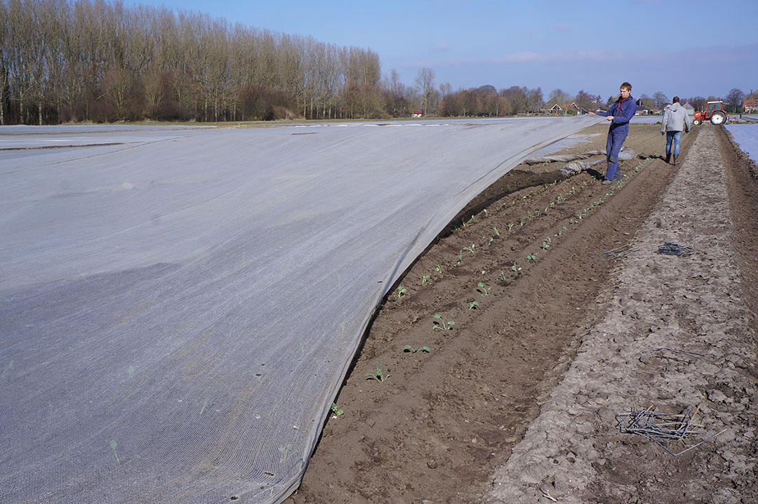 Broccoli planten onder vliesdoek. - Foto: Joost Stallen