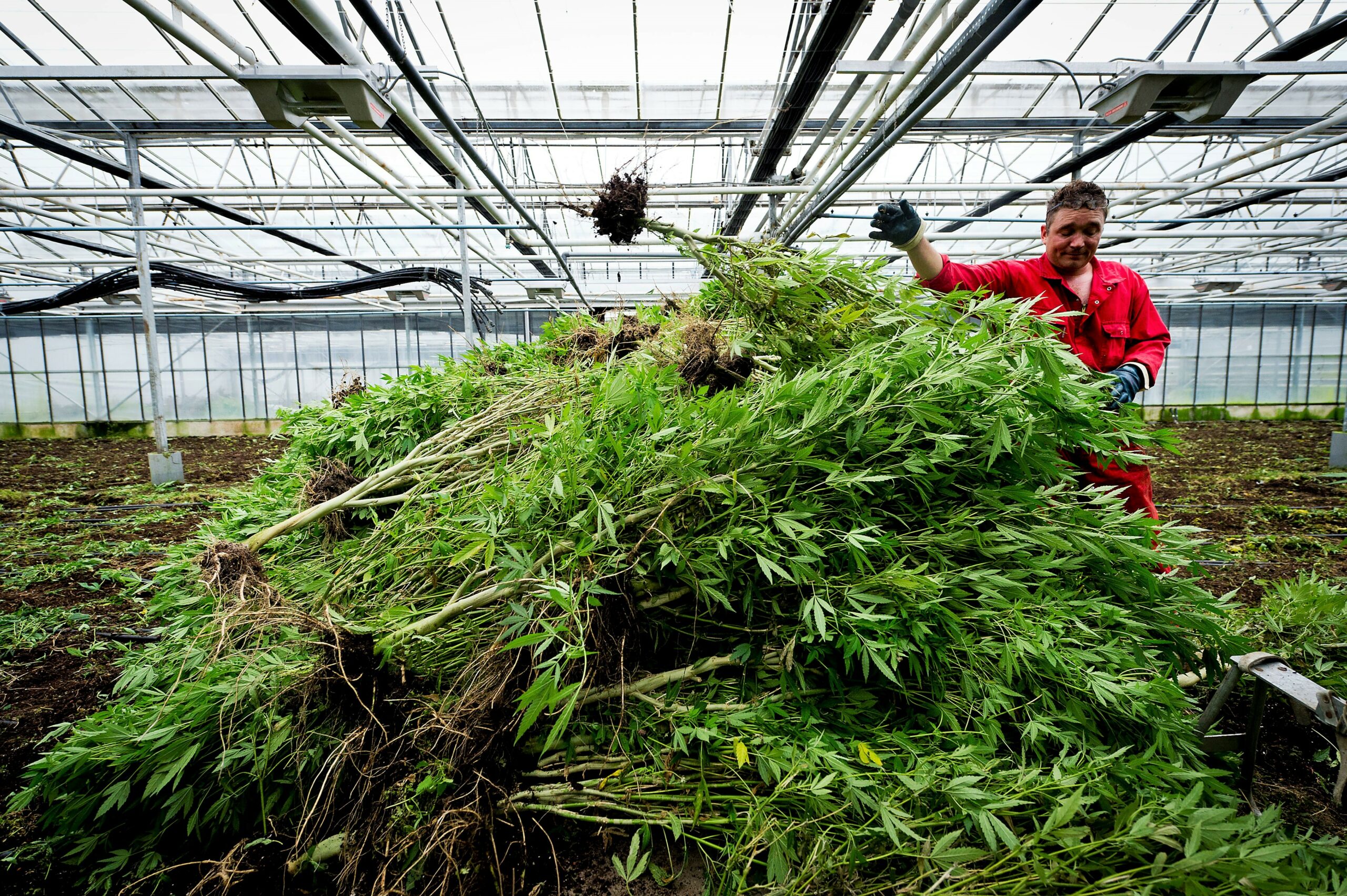 Een illegale hennepteelt in Roelofarendsveen wordt door de politie opgeruimd. - foto: ANP