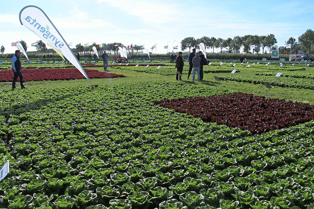 Romanasla in demoveld van Syngenta. - Foto: Stan Verstegen