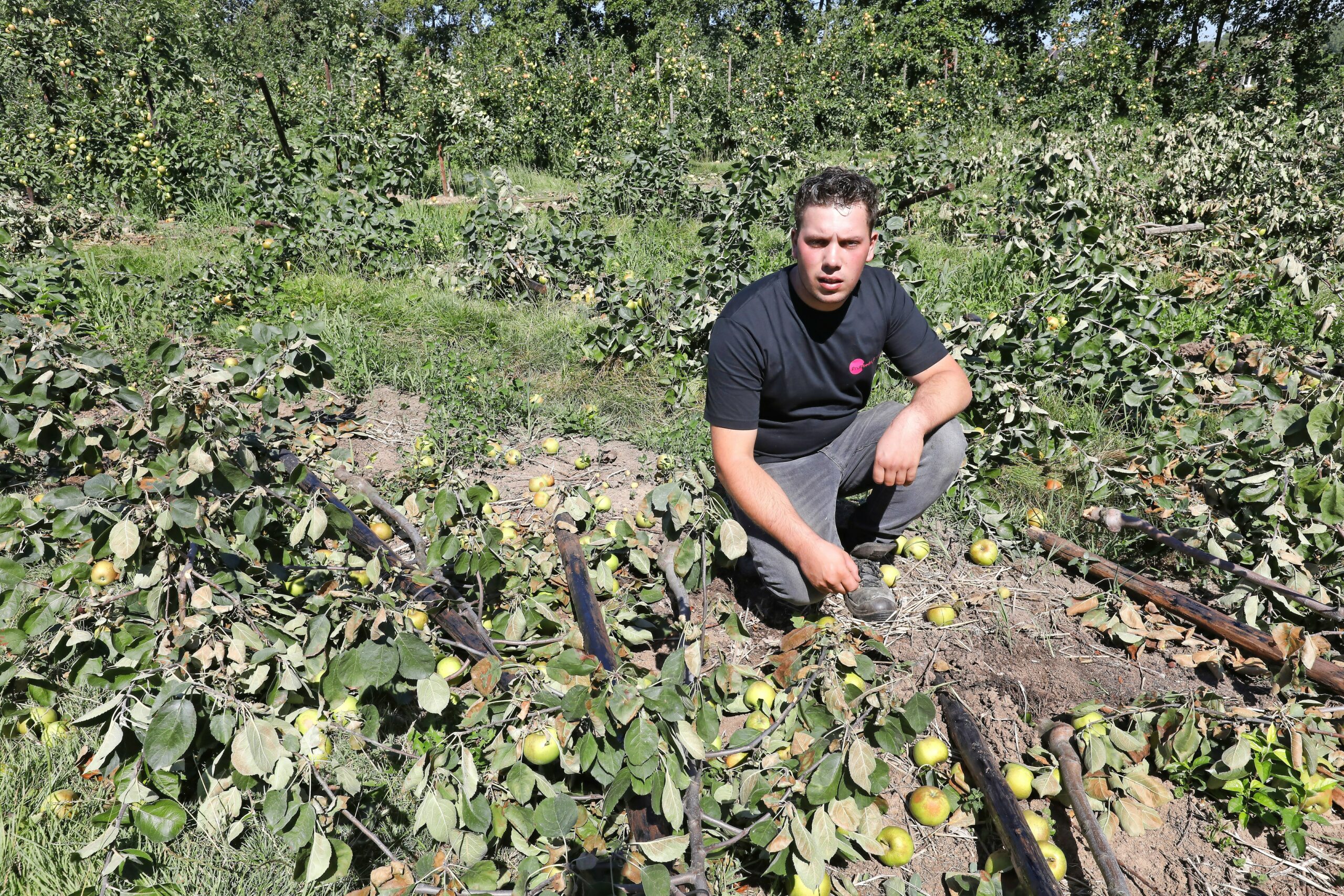 Foto: VidiPhoto  DREUMEL   Silvan Vink bekijkt maandag de enorme schade in de appelboomgaard van  het fruitbedrijf van de familie. Bij de teler in Dreumel zijn in de nacht van zaterdag op zondag zeker 120 appelbomen verwoest en is de tractor van het bedrijf de vijver in gereden. De schade wordt geschat op een kleine 30.000 euro. De daders zijn vooralsnog onbekend. Of er sprake is van vandalisme na de plaatselijke kermis, of dat de vernieling past bij het zogenoemde agroterrorisme in het Land van Maas en Waas is niet duidelijk. Al enkele jaren worden fruittelers en akkerbouwers geteisterd door moedwillige vernielingen. Bij fruittelers in Boven-Leeuwen en Altforst werden vorig jaar zo n 3000 boompjes omgezaagd. Bij agrariërs in de regio werd prikkeldraad in het gemaaide gras gelegd en werden metalen pennen en spijkers in de maïsstengels gestopt. De fruitteelttractor van Vink, die  s nachts wordt gebruikt om de percelen te beregenen, is gebruikt om dwars door een deel van de boomgaard te rijden, waarbij de slangen van de beregeningsinstallatie achter de tractor de relatief jonge appelboompjes hebben omgetrokken. De meeste appels (Delcorf) waren oogstrijp.